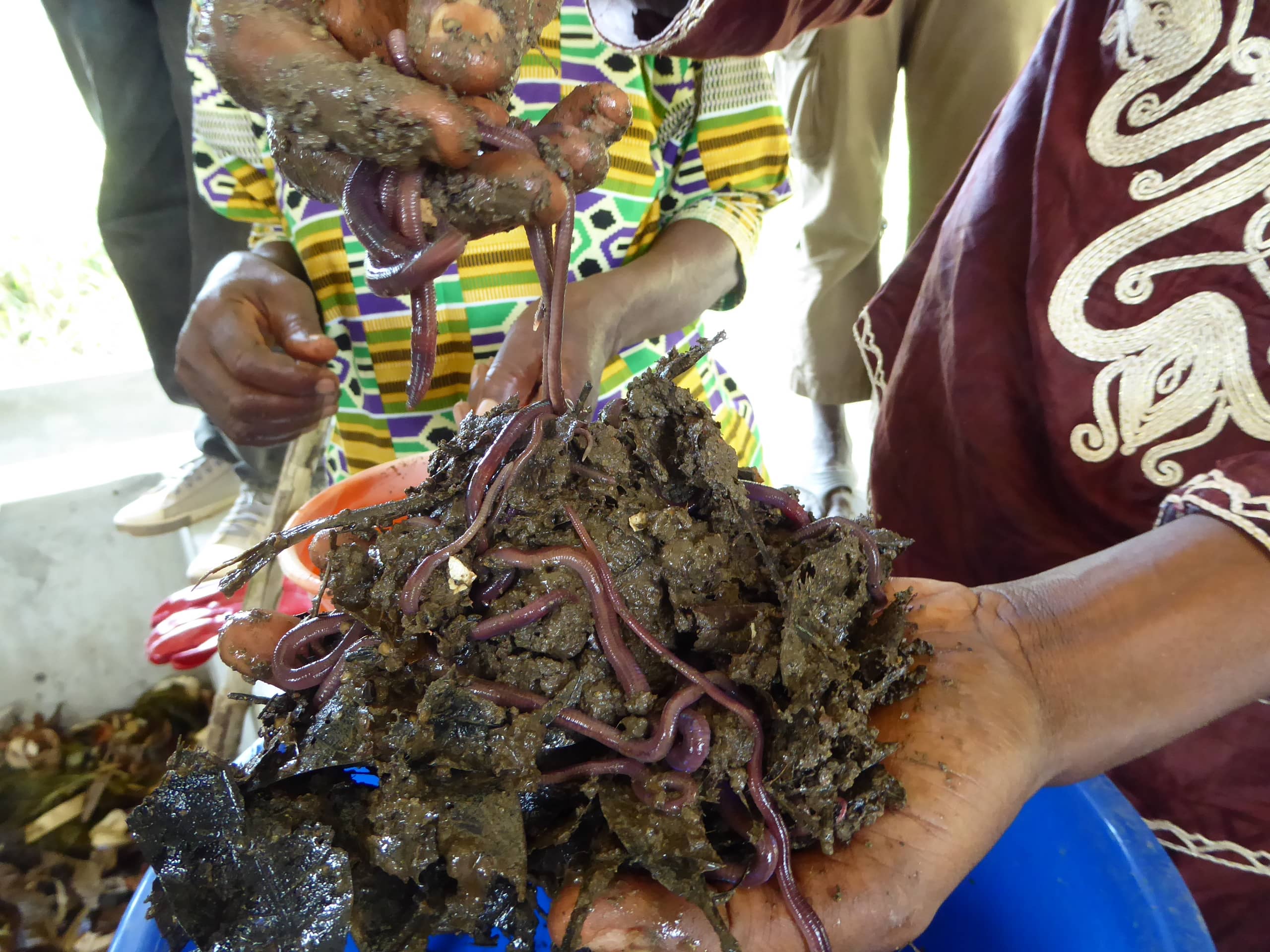 蚯蚓能夠將糞便分解成有機物，並可成為很安全的有機肥料。（照片︰Abdullah Ampilan / 樂施會）